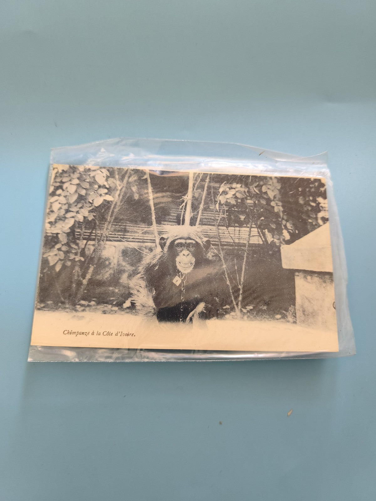 Carte postale vintage chimpanzé Côte d'Ivoire ancienne photo singe collection