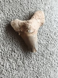 Fossile dent de requin naturelle teinte beige grise minéralisée