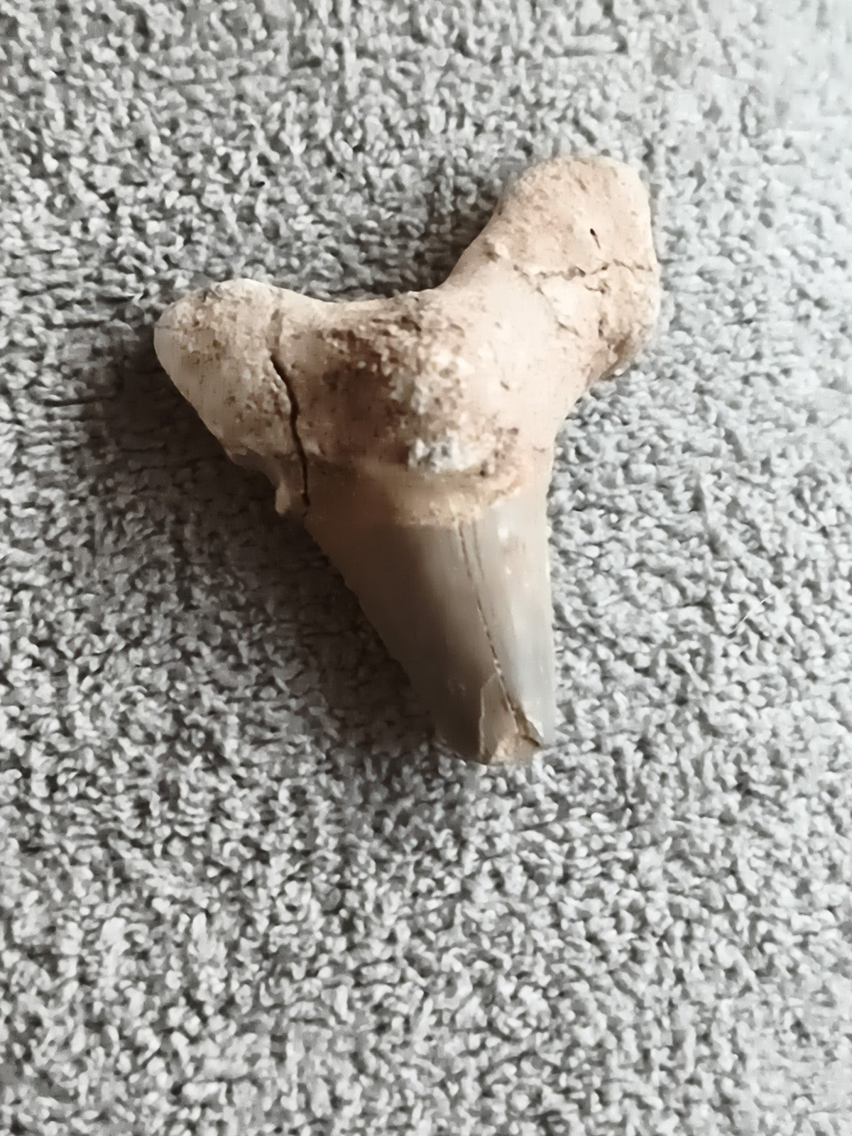 Fossile dent de requin naturelle teinte beige grise minéralisée