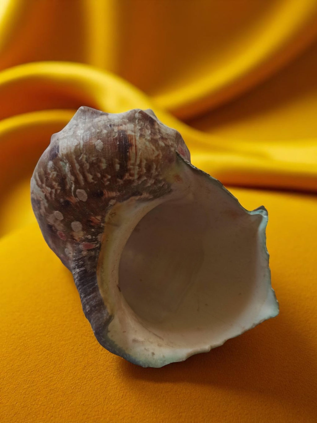 Coquillage Cymbium ancien déco vintage mer, coquille naturelle rétro