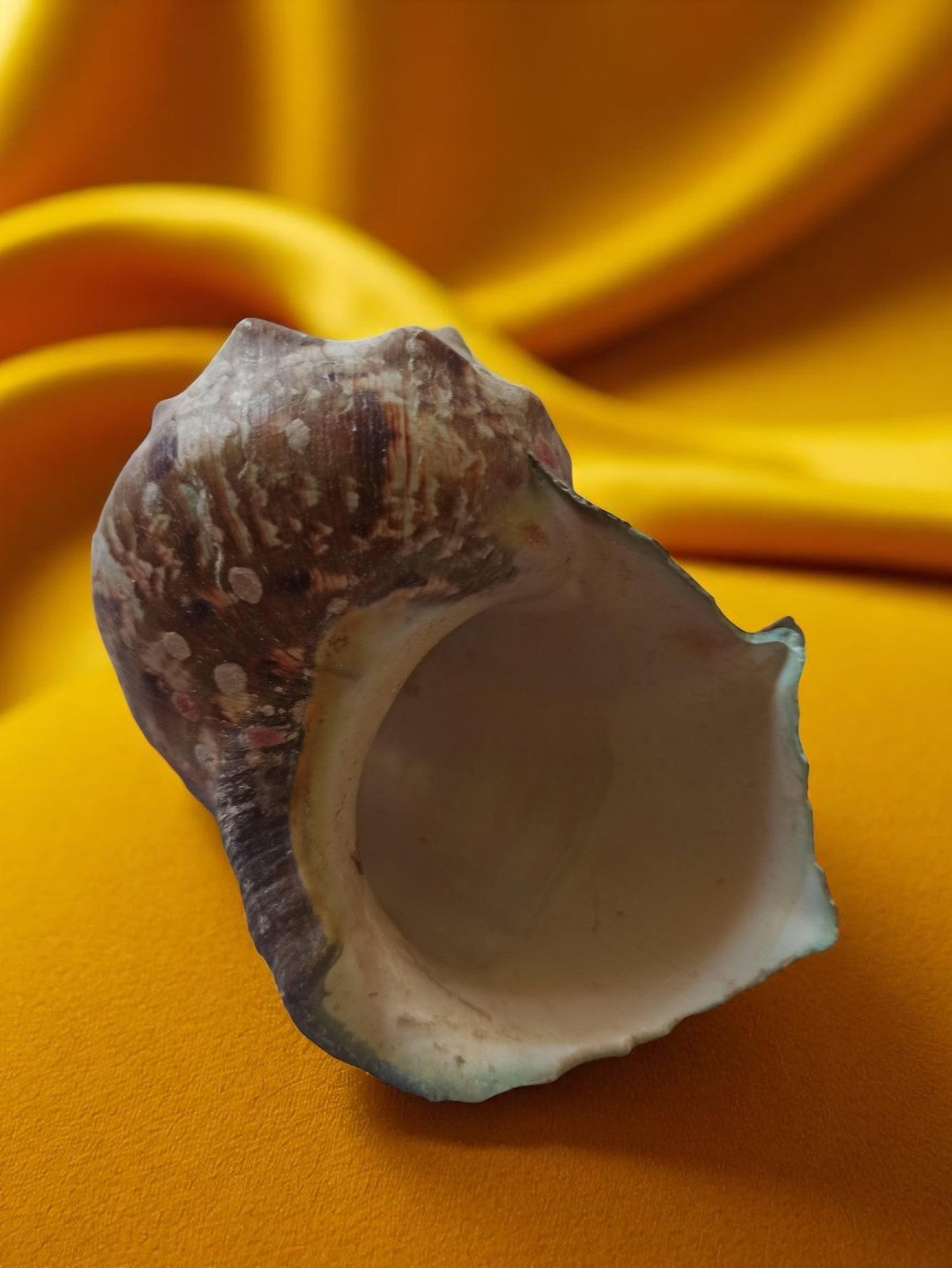 Coquillage Cymbium ancien déco vintage mer, coquille naturelle rétro