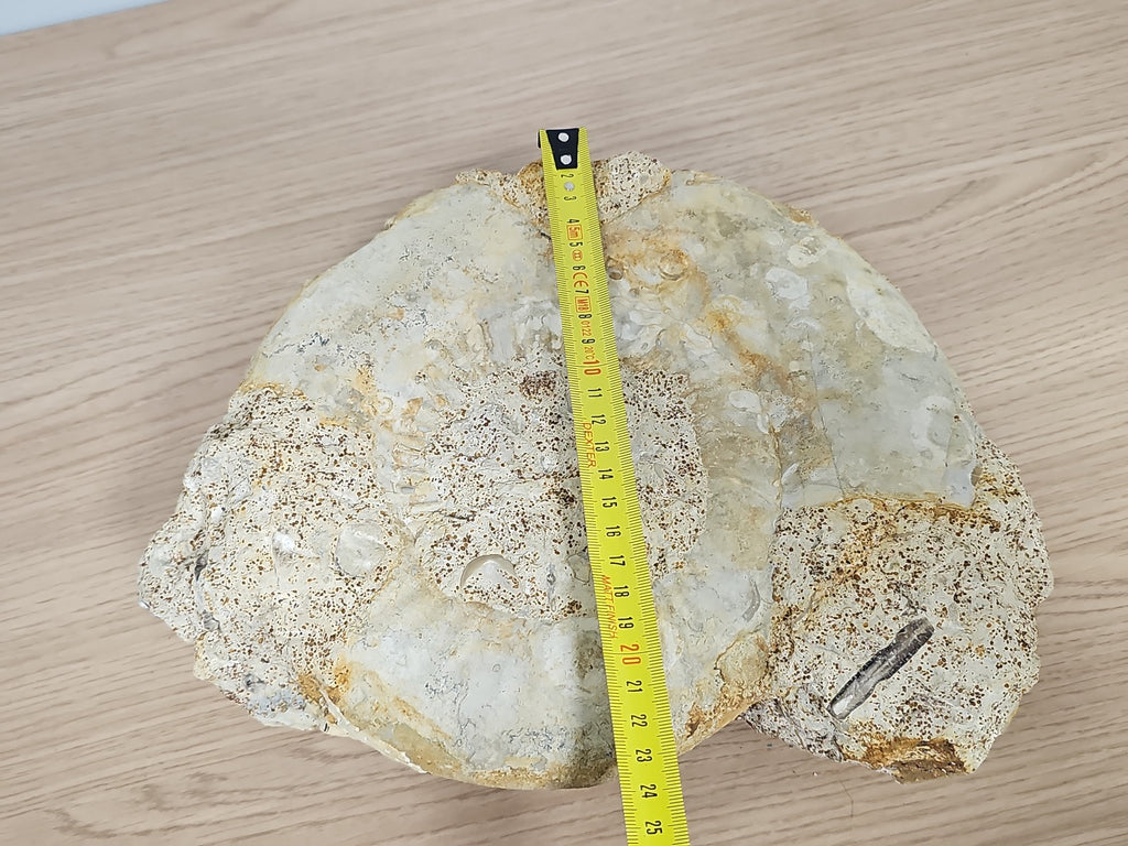 Grande ammonite fossilisée authentique du Texas pierre naturelle décoration