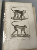 Ancienne gravure animalière XIXe singes ? planche originale mammifères