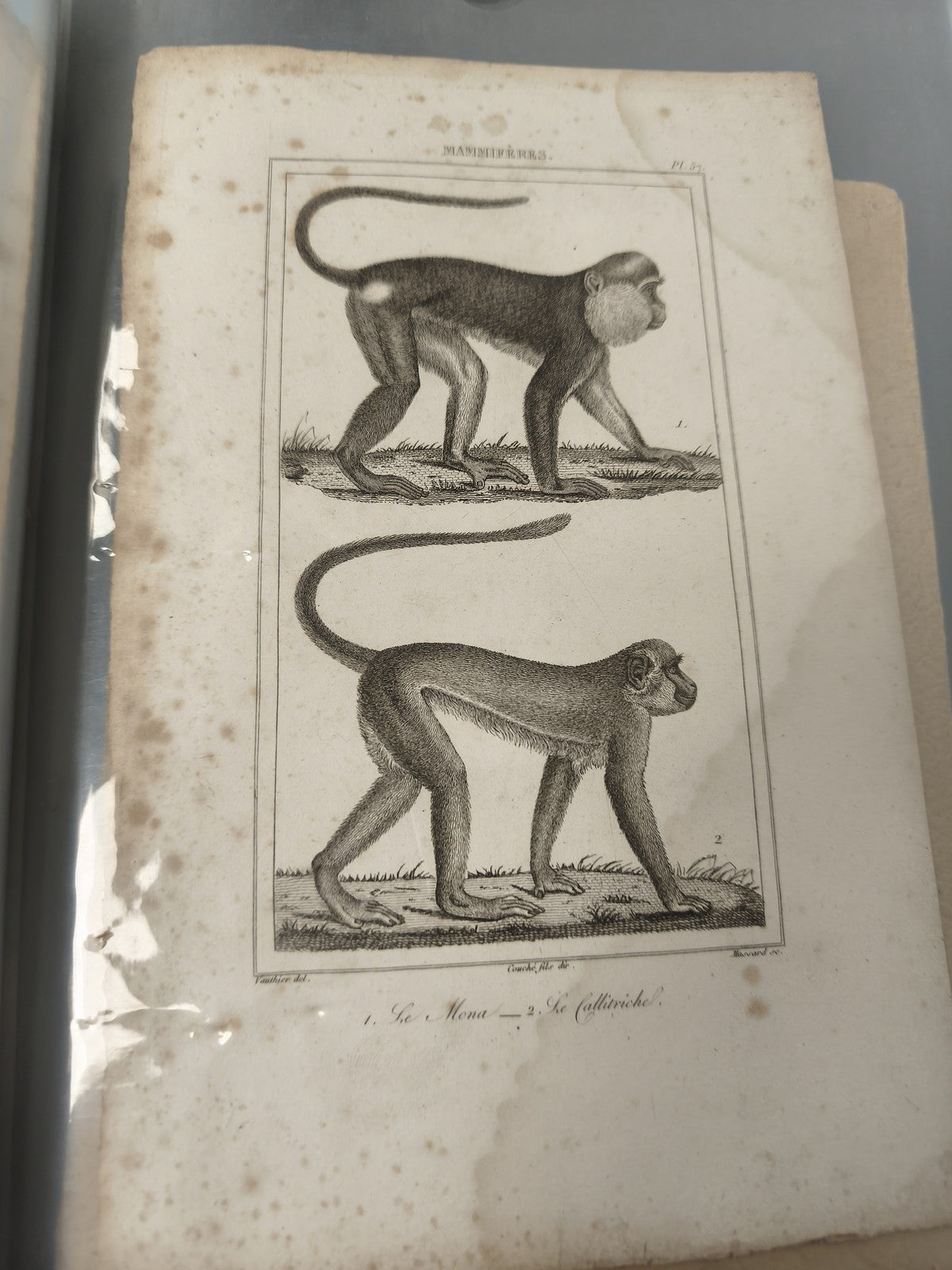 Ancienne gravure animalière XIXe singes ? planche originale mammifères