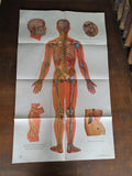 Affiche anatomie acupuncture vintage chinoise 65,5x106 cm planche murale