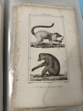 Ancienne gravure animalière XIXe, singes lémuriens, illustration zoologie