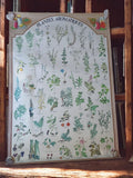 Poster ancien PLANTES AROMATIQUES déco botanique vintage rétro herbiers