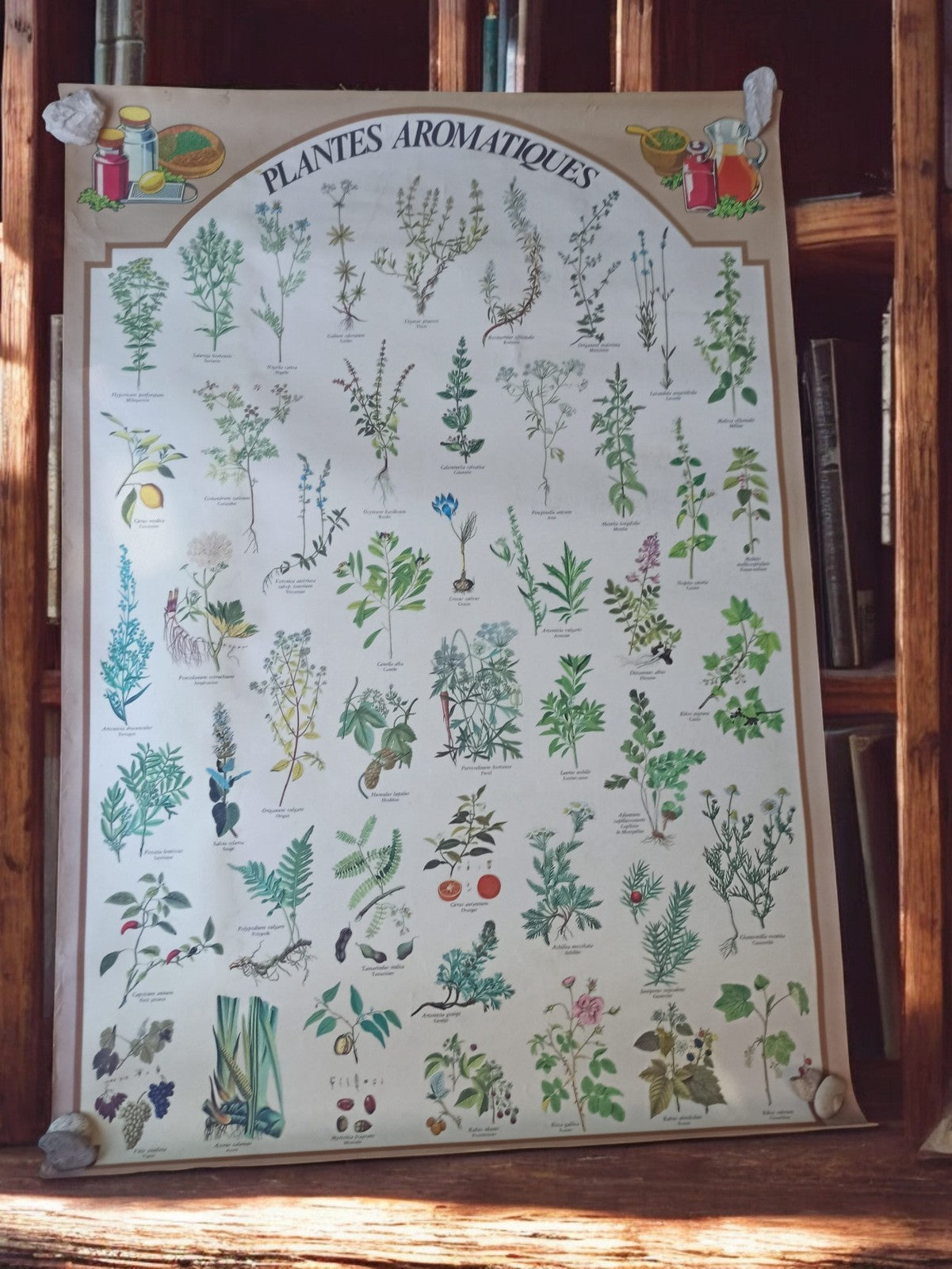 Poster ancien PLANTES AROMATIQUES déco botanique vintage rétro herbiers