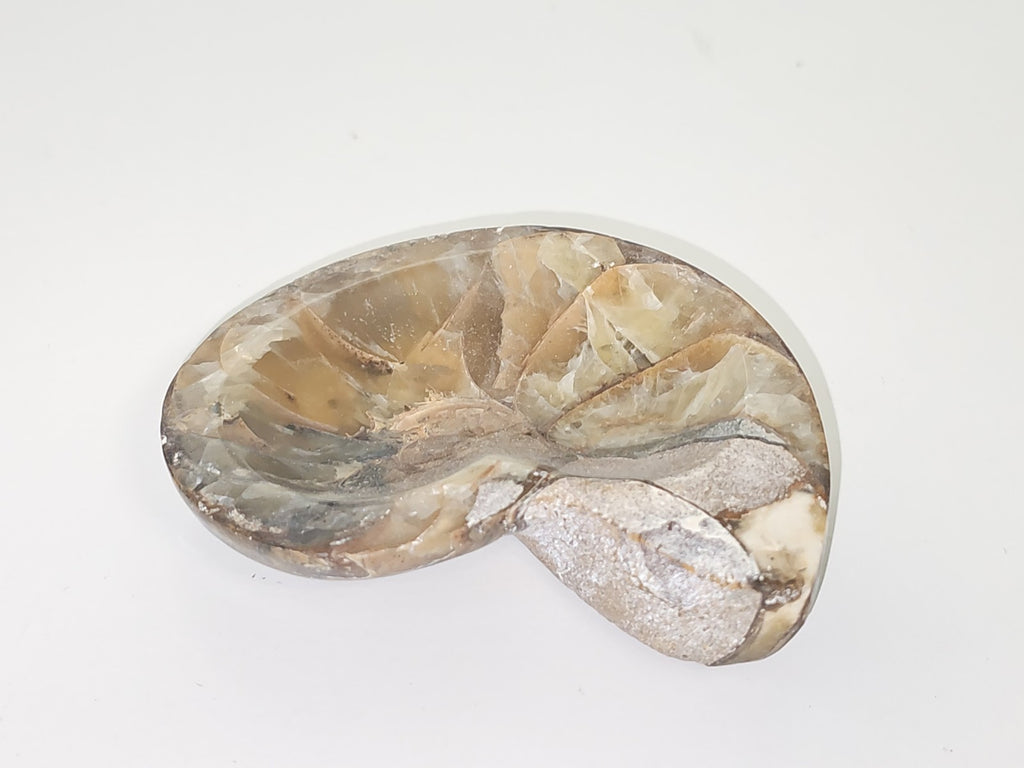 Ammonite fossile authentique d?Erfoud Maroc pierre naturelle spirale décor minér