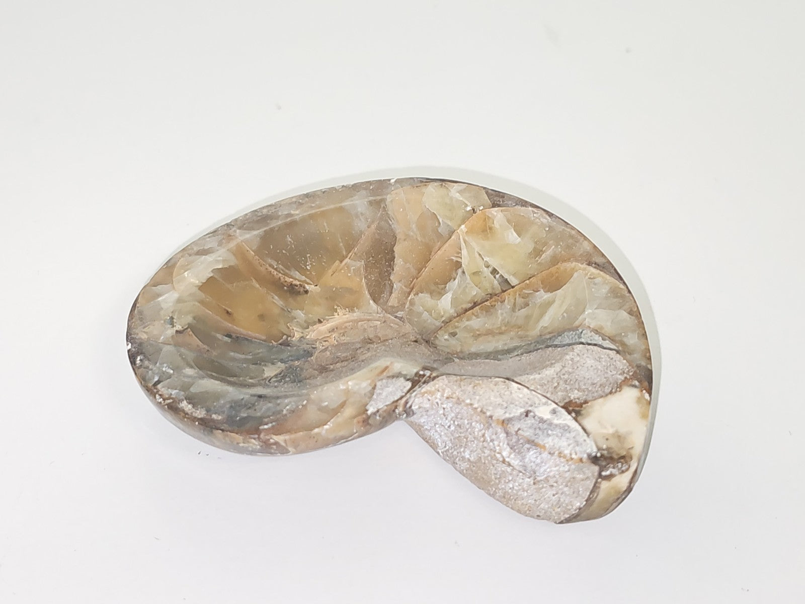 Ammonite fossile authentique d?Erfoud Maroc pierre naturelle spirale décor minér