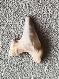 Fossile dent de requin triangulaire aspect beige gris, paléontologie, fossil sha