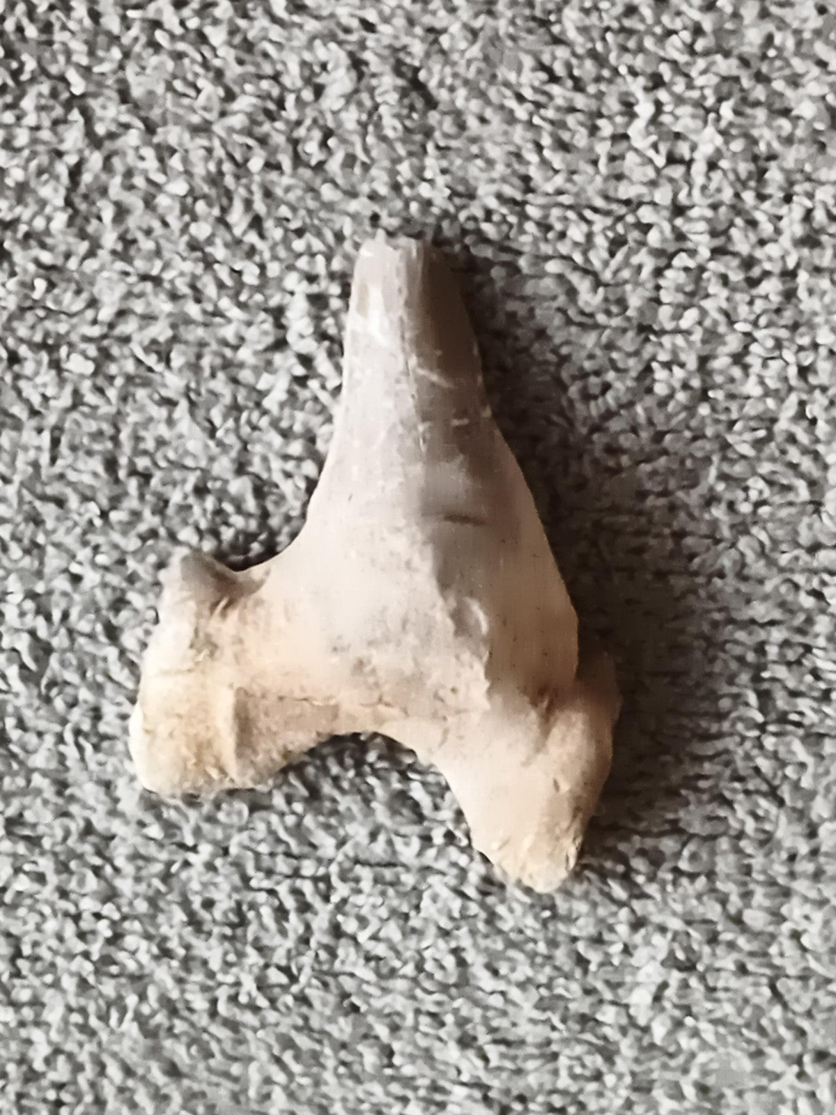 Fossile dent de requin triangulaire aspect beige gris, paléontologie, fossil sha