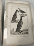 Ancienne gravure animalière XIXe oiseaux marins ? planche originale vintage