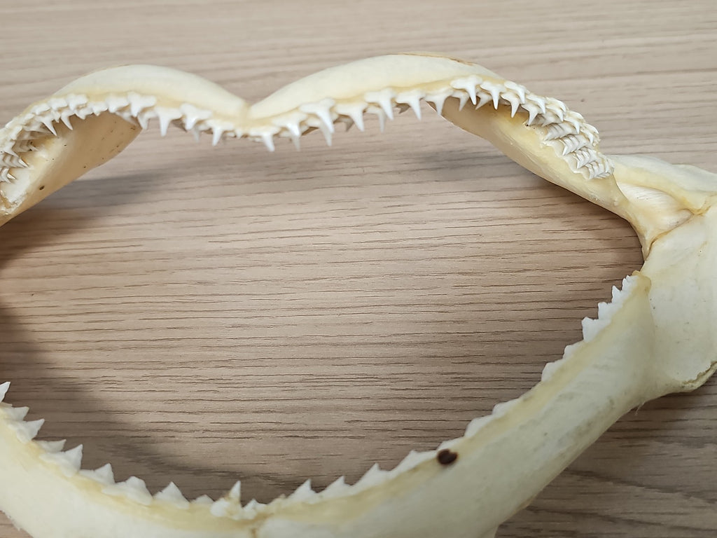 Mâchoire de requin ancien, dents visibles, vintage déco cabinet curiosités