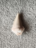 Dent fossile de requin beige aspect naturel paléontologie minéraux