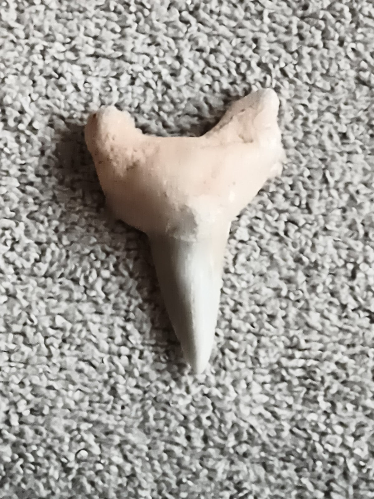 Fossile dent de requin authentique teinte beige grise paléontologie