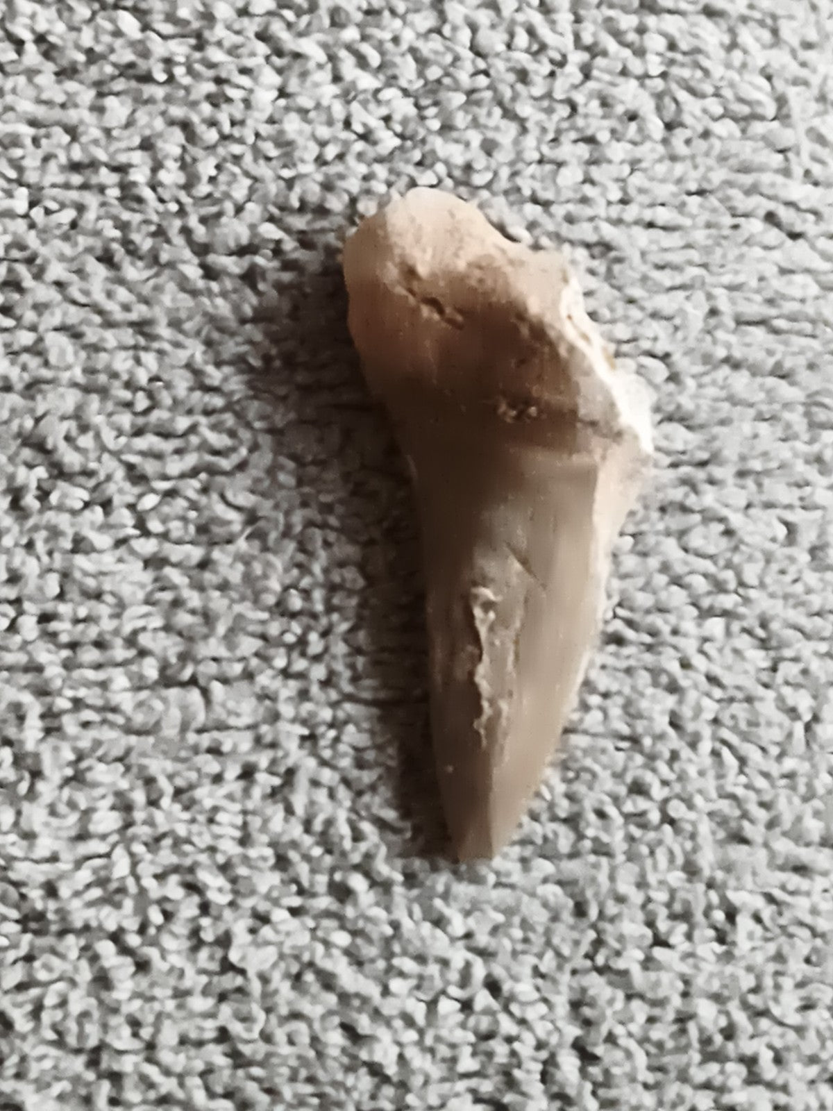 Fossile dent de requin naturelle aspect beige marron minéral