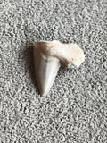 Fossile dent de requin avec matrice pierre naturelle