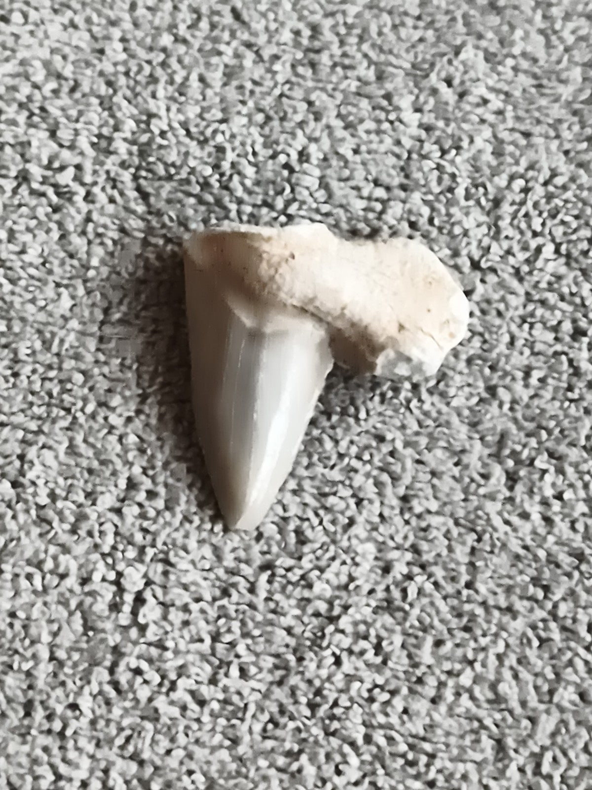 Fossile dent de requin avec matrice pierre naturelle