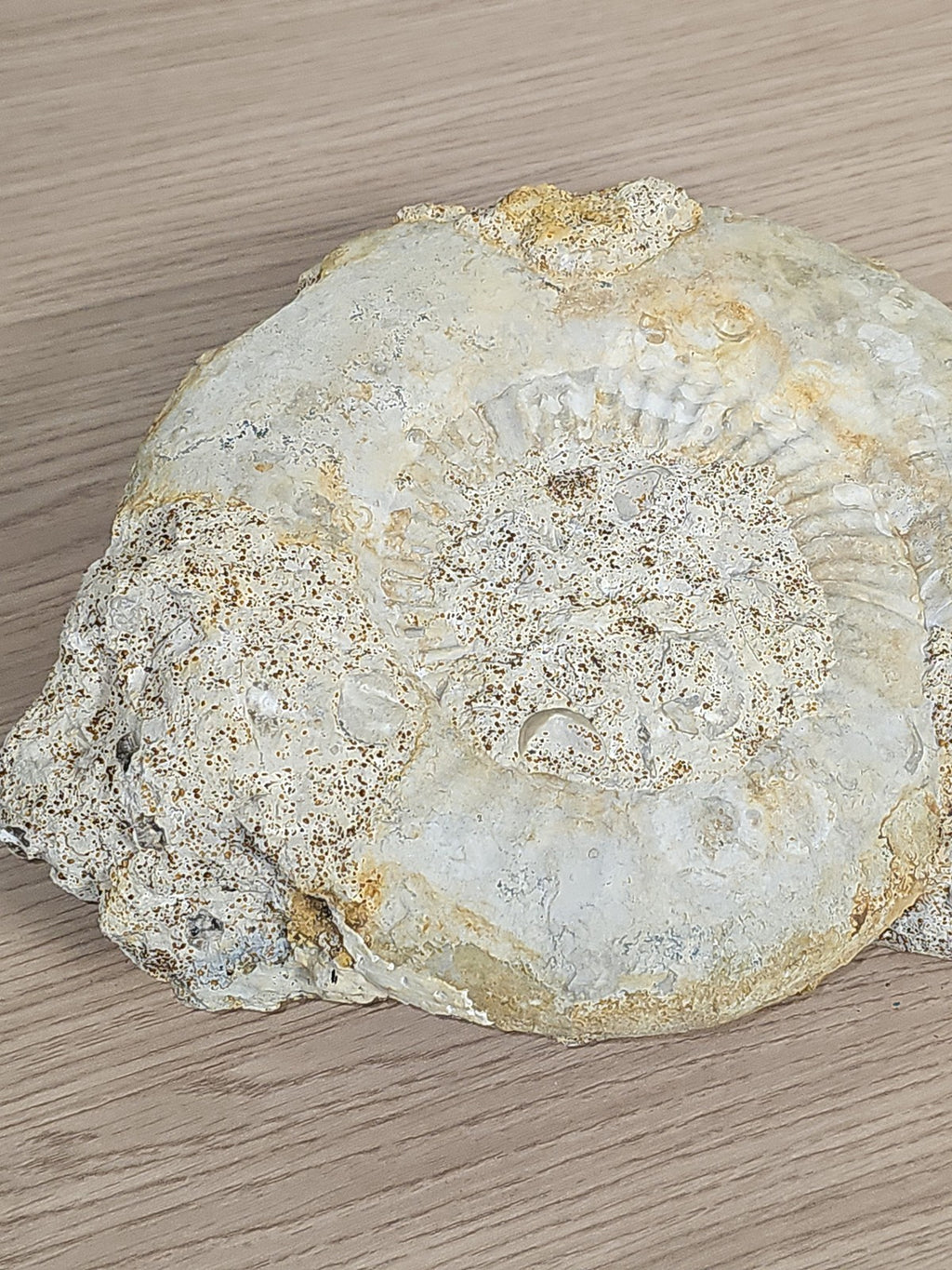 Grande ammonite fossilisée authentique du Texas pierre naturelle décoration