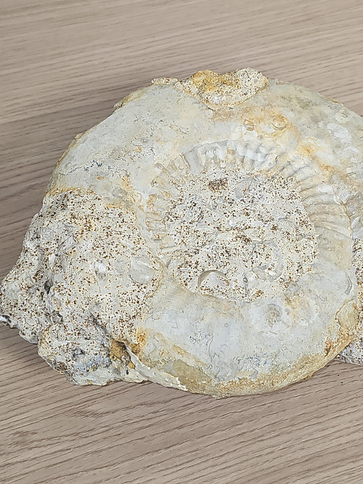 Grande ammonite fossilisée authentique du Texas pierre naturelle décoration