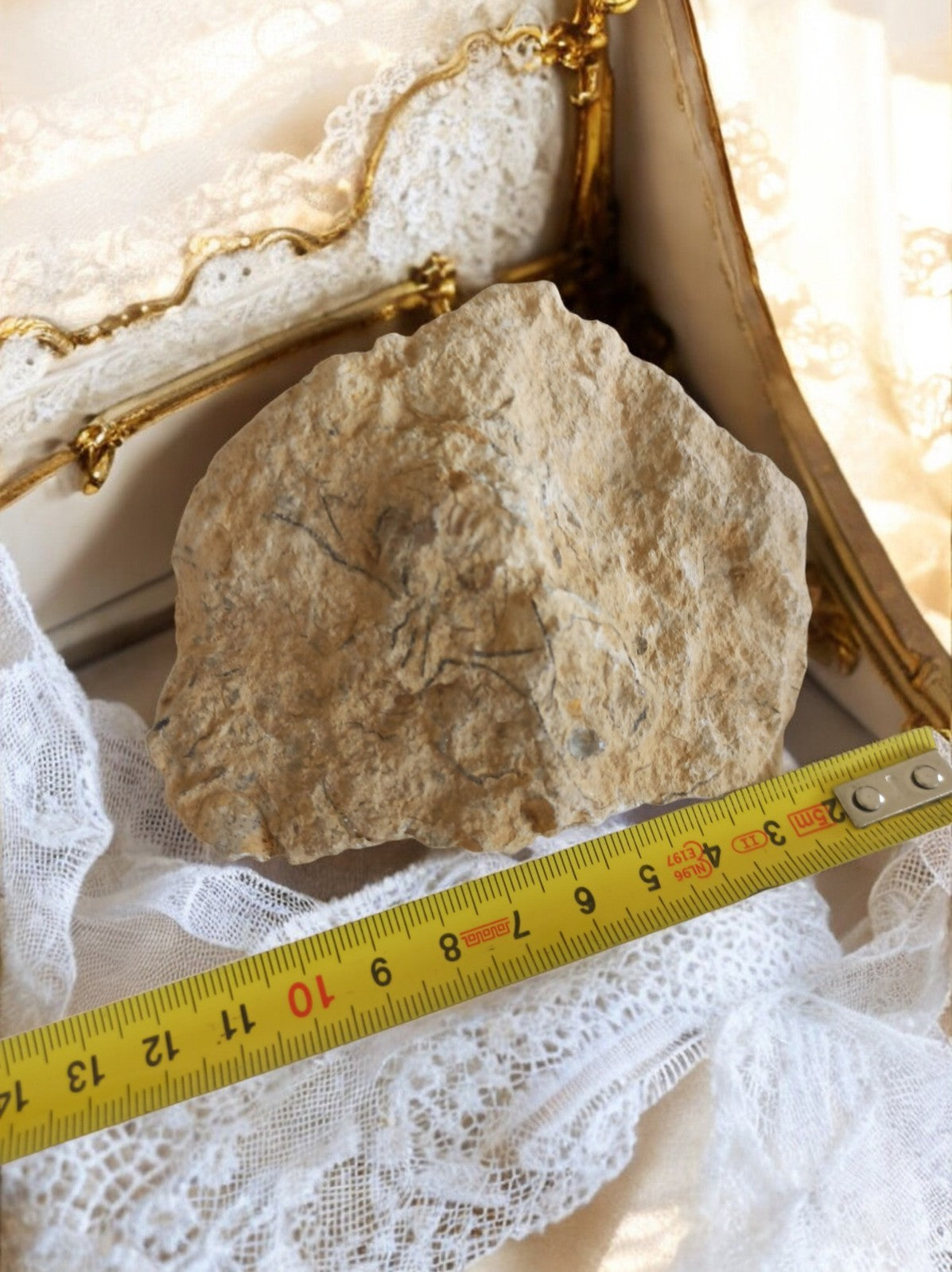 Fragment calcaire ancien, empreinte fossile naturelle, pierre décorative