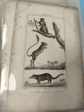 Ancienne gravure XIXe animalier ? planche mammifères, naturaliste déco