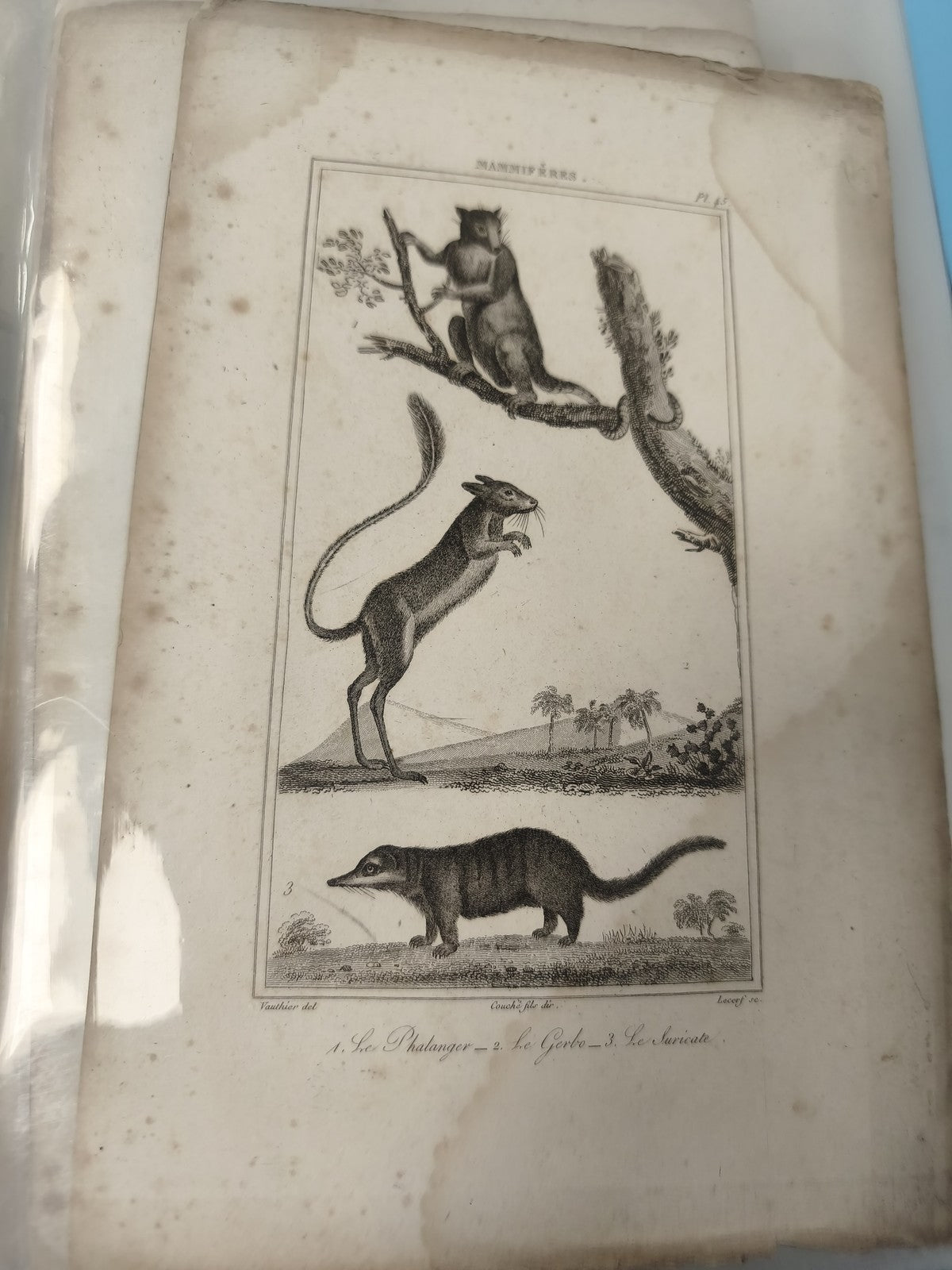 Ancienne gravure XIXe animalier ? planche mammifères, naturaliste déco
