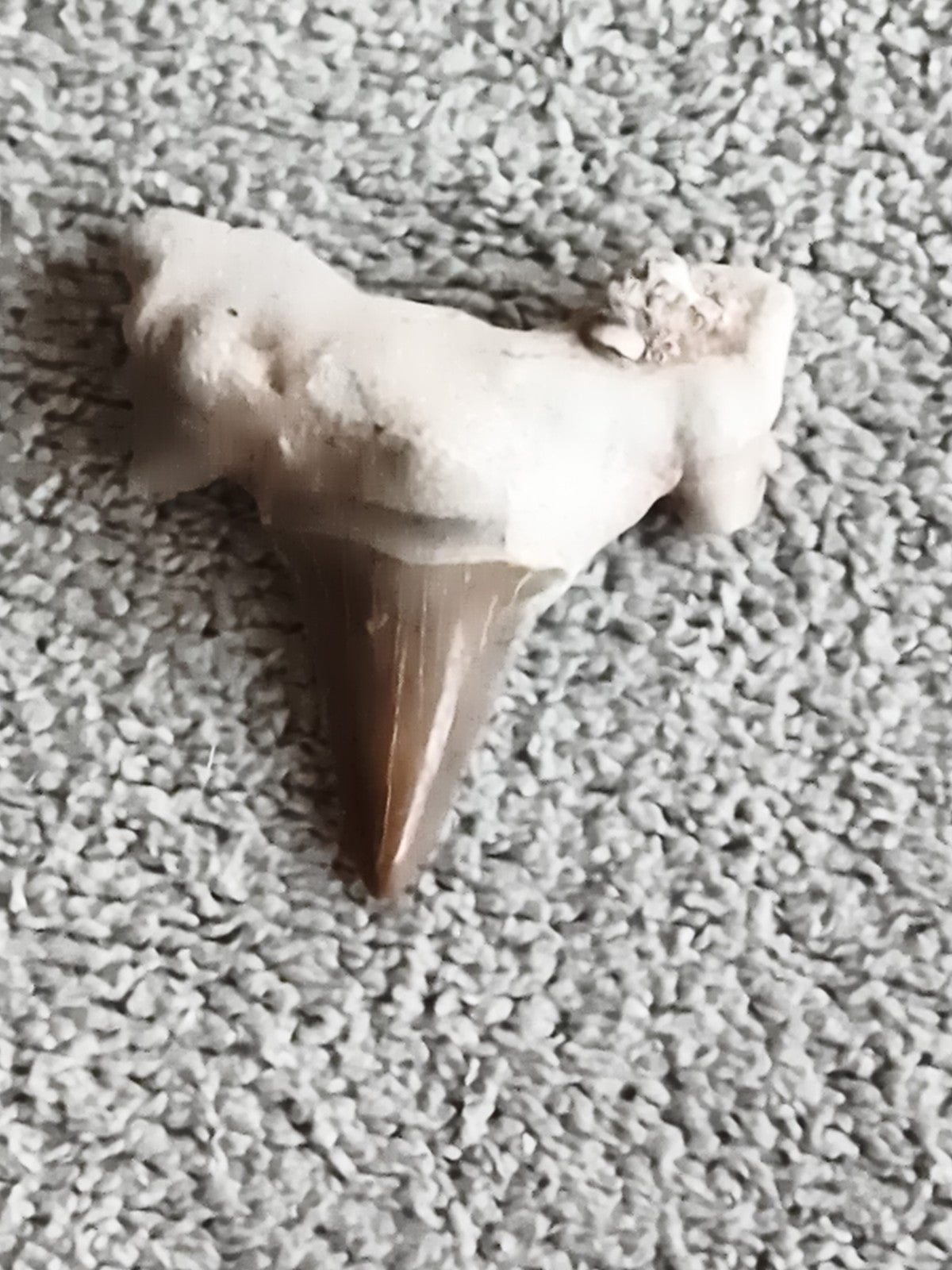 Fossile dent de requin avec gangue minérale aspect naturel
