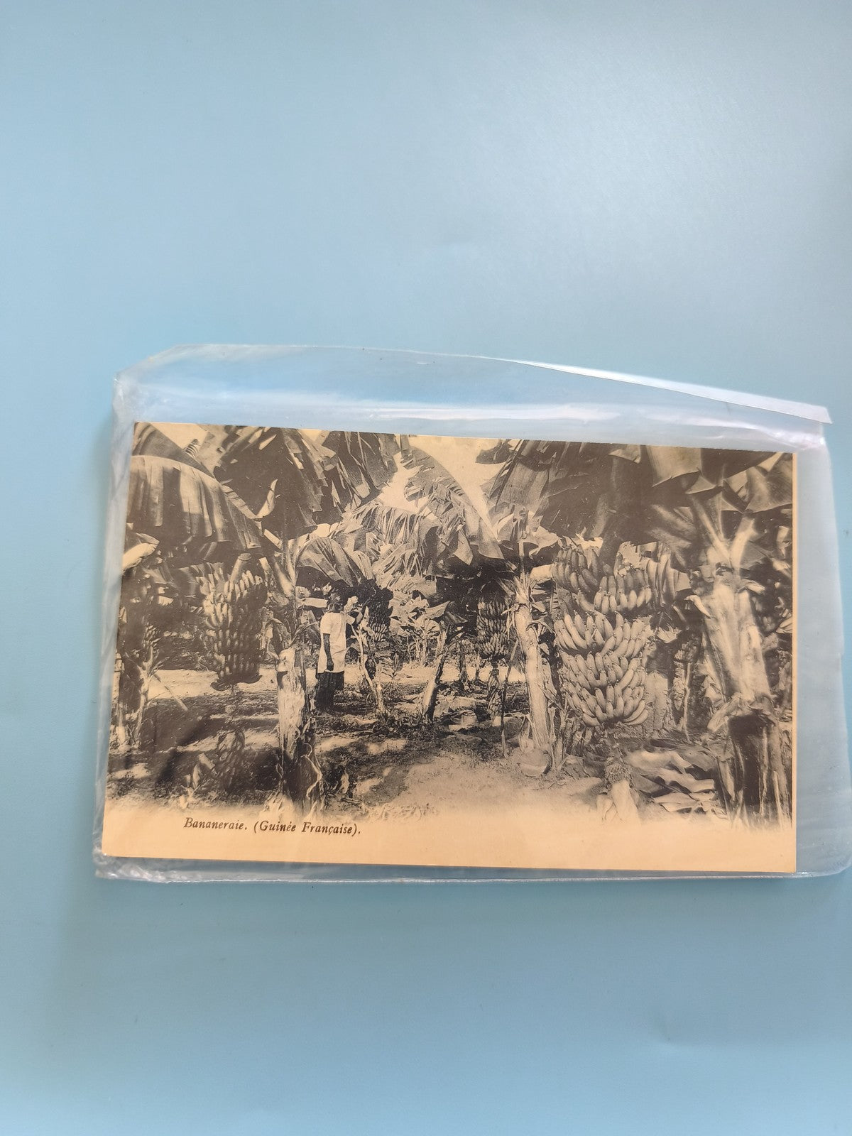Carte postale ancienne vintage bananeraie tropicale collection rétro France