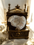 Ammonite fossile Jurassique spirale, aspect naturel, pièce décorative minérale