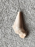 Fossile dent de requin aspect beige ivoire minéral paléontologie