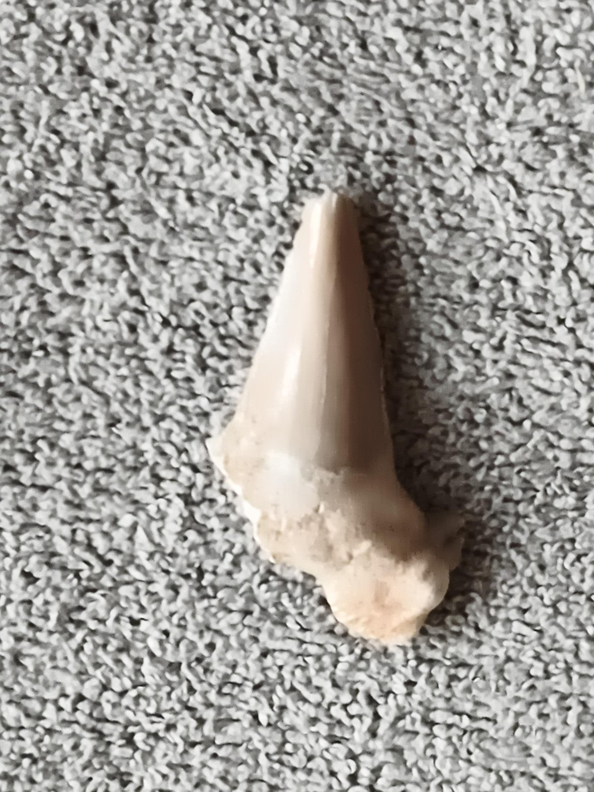 Fossile dent de requin aspect beige ivoire minéral paléontologie