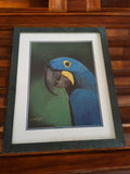 Peinture animalière perroquet bleu encadrée signée Domi Matthieu