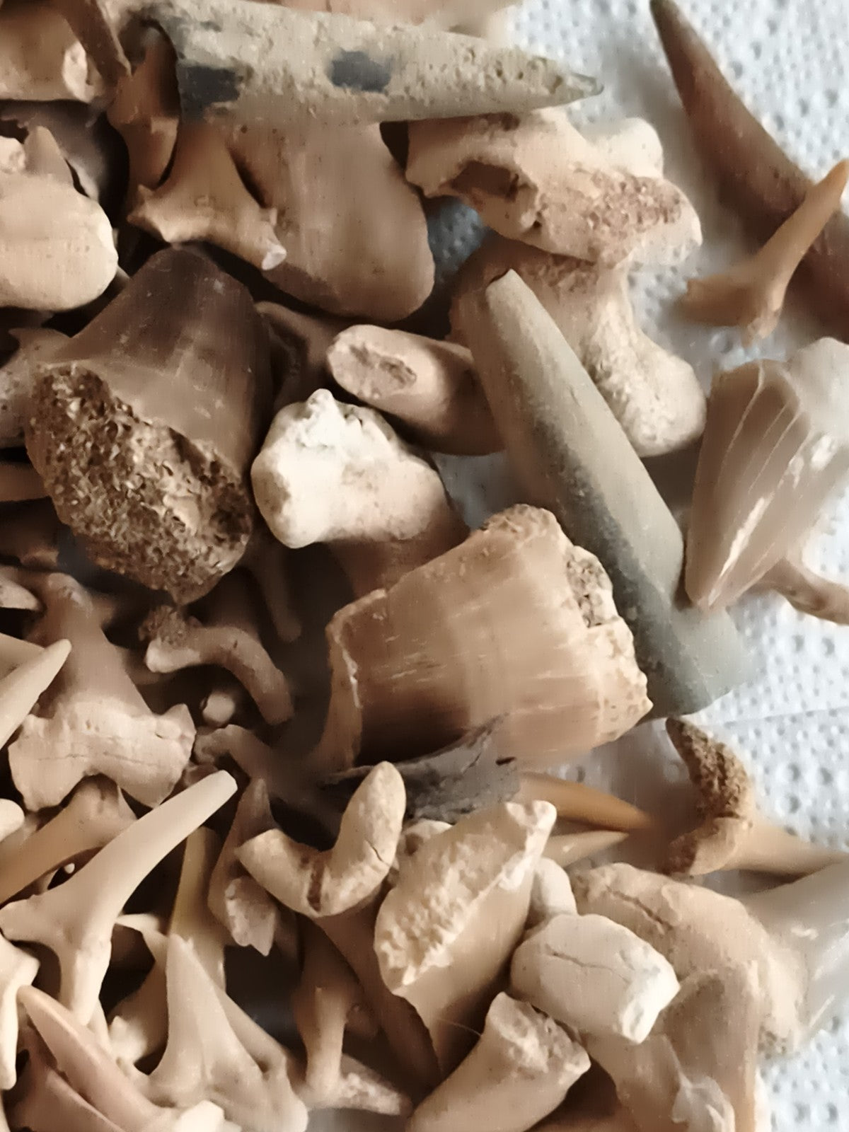 Gros lot dents de requin fossiles naturelles, couleurs beige marron, fossiles au