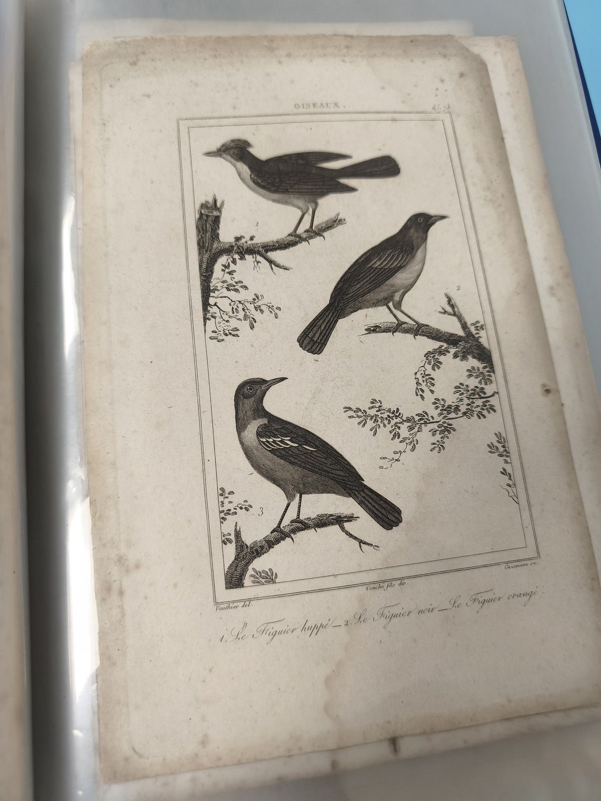 Ancienne gravure XIXe oiseaux ? planche animalier, figuier, déco vintage