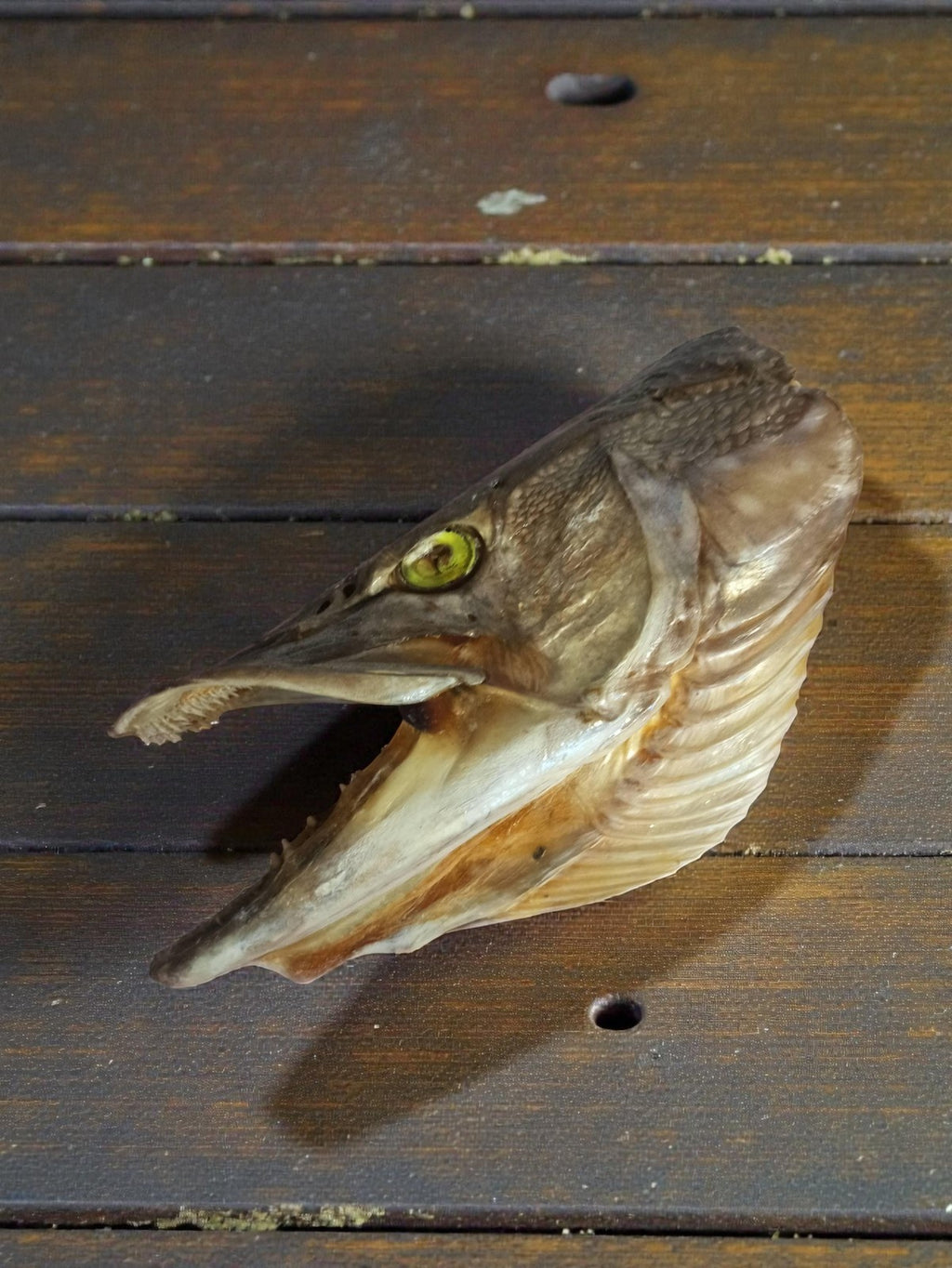 Tête de brochet naturalisée vintage, taxidermie ancienne déco curiosité