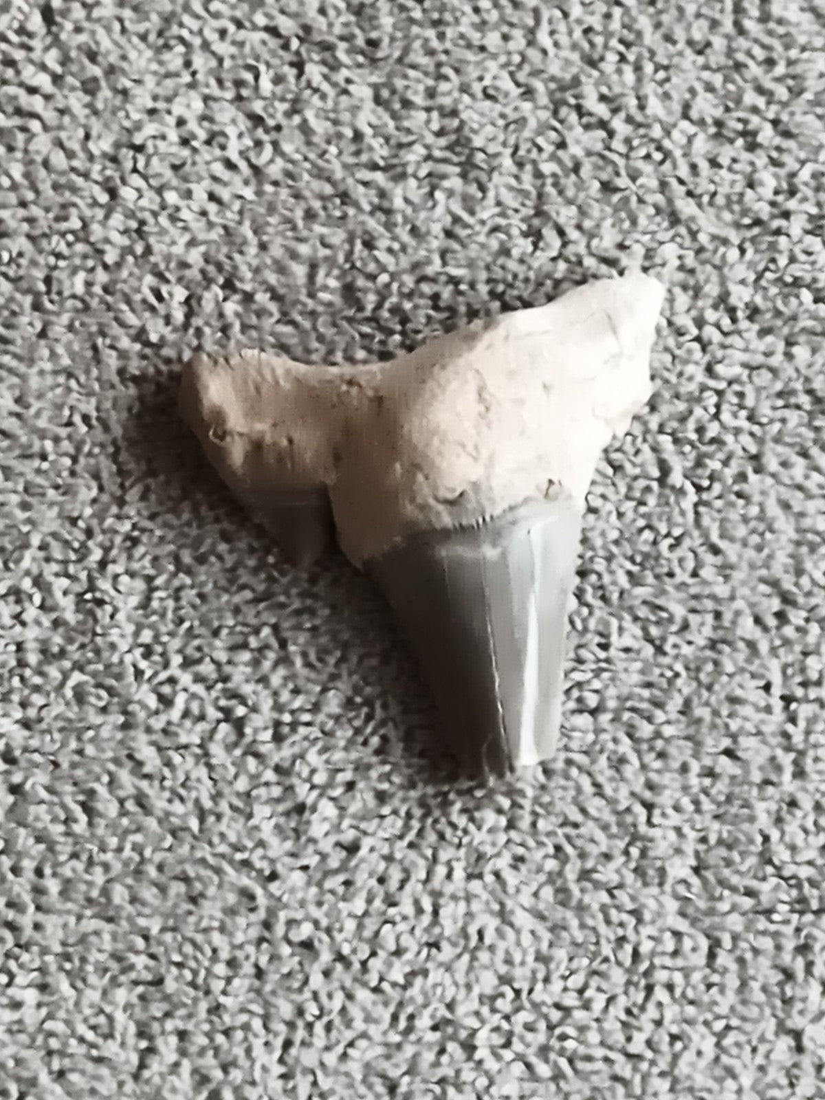Dent fossile de requin grise avec matrice pierreuse minéral naturel