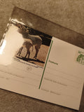 Carte postale zèbre Grevy Zoo Nürnberg affranchie philatélie Allemagne (Ref 27)