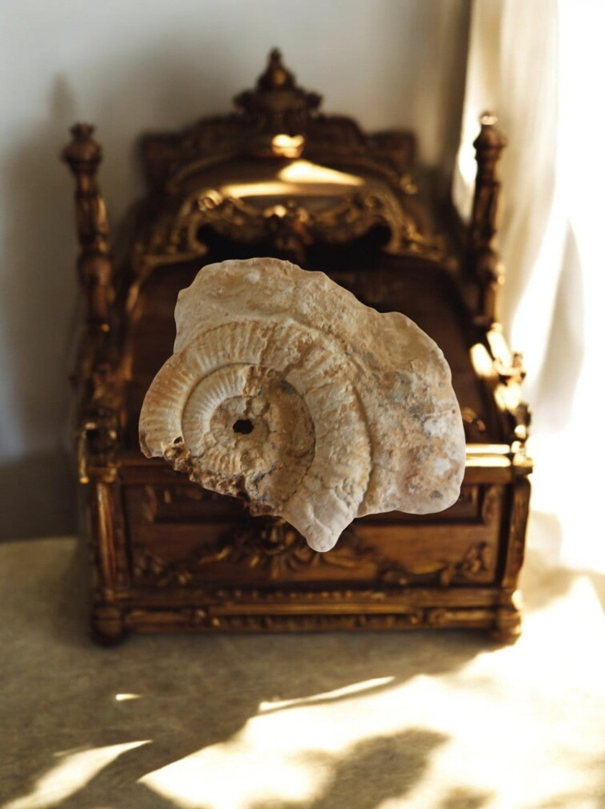 Fossile ammonite Jurassique beige, pièce naturelle spirale décor minéral