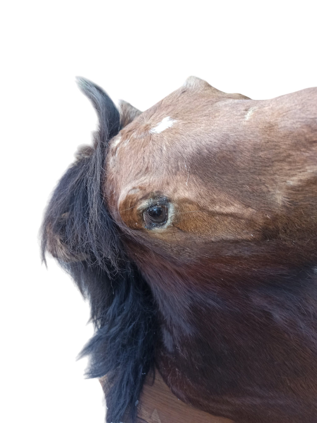 Très rare taxidermie Cabinet de curiosité grande tête trophée Cheval 1 mètre