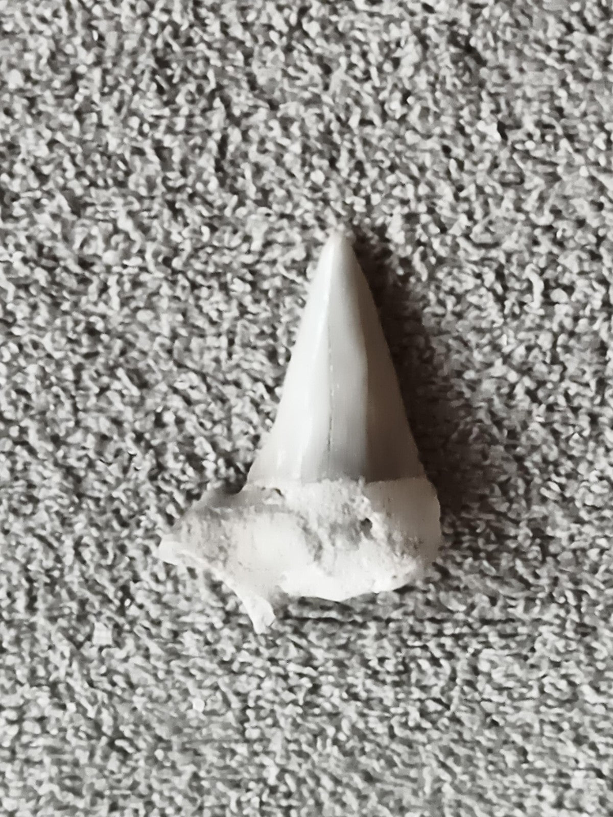 Fossile dent de requin, teinte claire, pointe triangulaire, aspect naturel