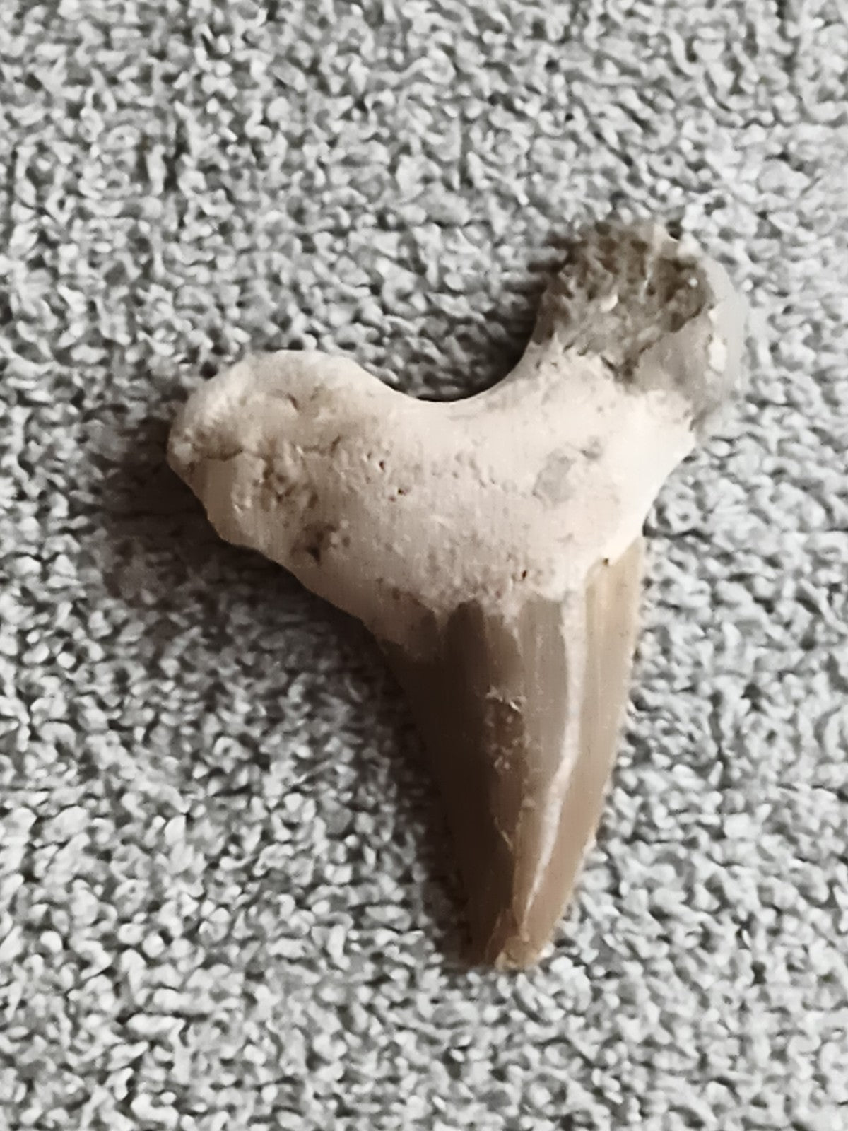 Fossile dent de requin naturelle aspect sable beige gris