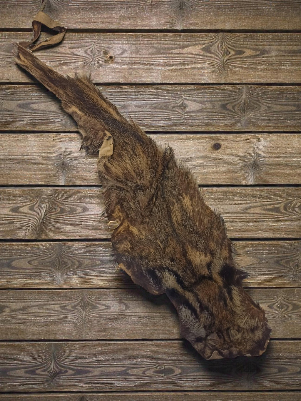 Peau de félin taxidermie vintage, cabinet de curiosités, ancienne, 90cm