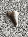 Dent fossile requin triangulaire aspect gris beige fossile shark tooth