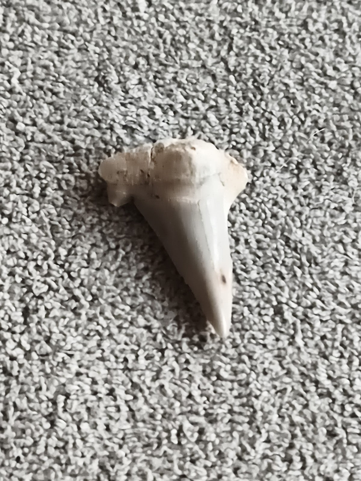 Dent fossile requin triangulaire aspect gris beige fossile shark tooth