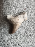 Fossile dent de requin aspect minéral, pointe brun-beige, pièce paléontologie