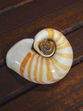 Vase coquillage Murano vintage, verre soufflé main blanc orange, Nautilus