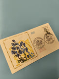 Enveloppe FDC premier jour d?émission Flore Aconit illustration couleur