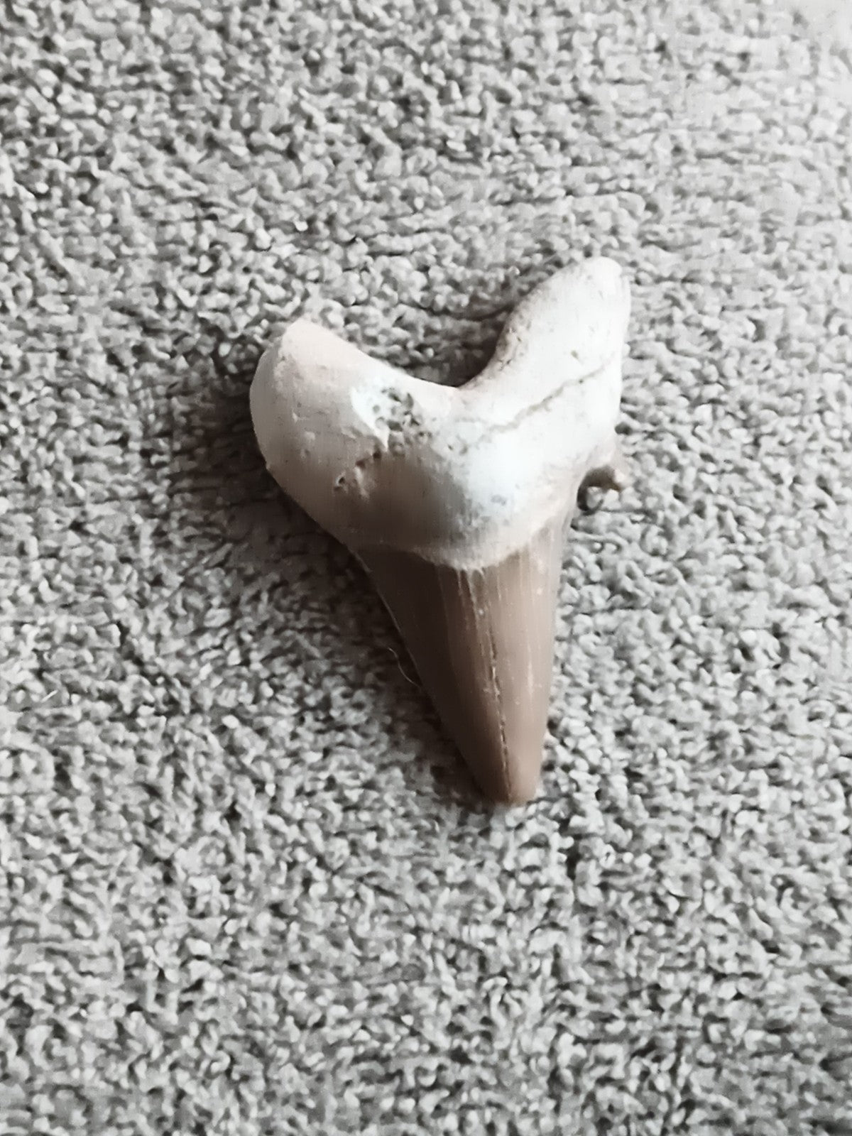 Fossile dent de requin triangulaire aspect beige gris minéral